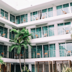Hotel windows with palm tree